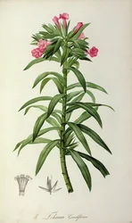 Echium grandiflorum, tiré de «Le Jardin de Malmaison», 1802